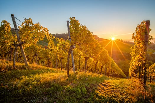 Sunrise with sunbeams in german vineyard landscaape in autumn scenery