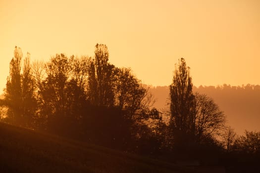 Trees and forest in back lit of the morning sun scene