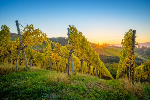 Sunrise in german vineyard landscape in fall scenery