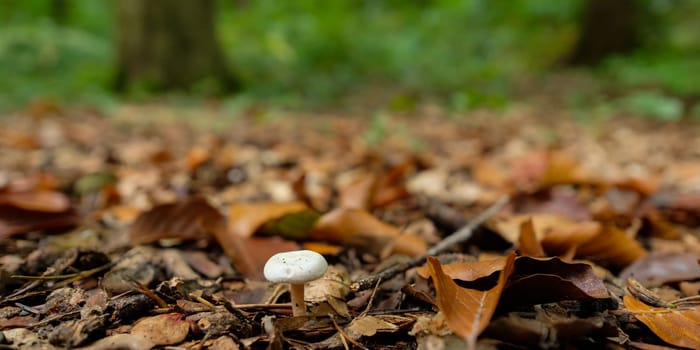 White mushroom in a forest autumn season