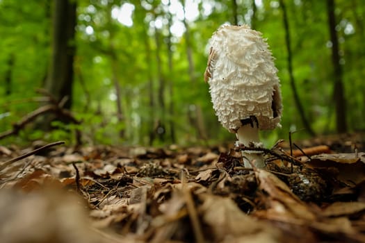 Shaggy ink cap (Coprinus comatus) in a forest close-up