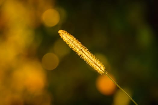 Culm in back lit with golden sunlight bokeh close-up