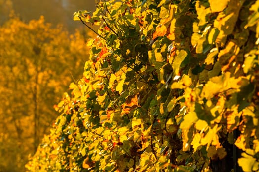 Yellow vine leaves in a vineyard close-up scene