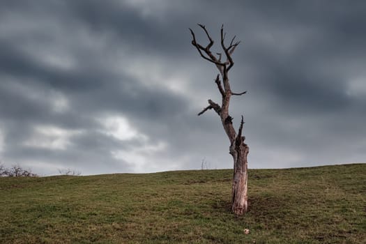 Dead tree on a meadow with dark grey clouds in the sky