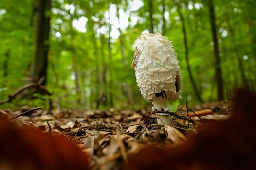 Shaggy ink cap (Coprinus comatus) mushroom in a forest close-up