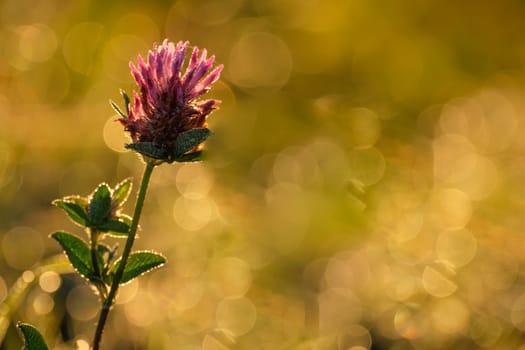 Purple glover flower with bokeh background close-up