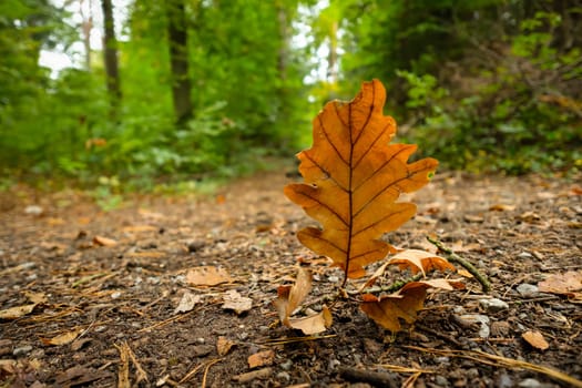 Oak leaf on forest soil close-up