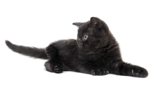 fluffy purebred black kitten lies on a white background. High quality photo
