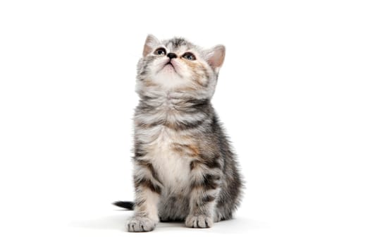 a striped purebred kitten sits on a white background. High quality photo