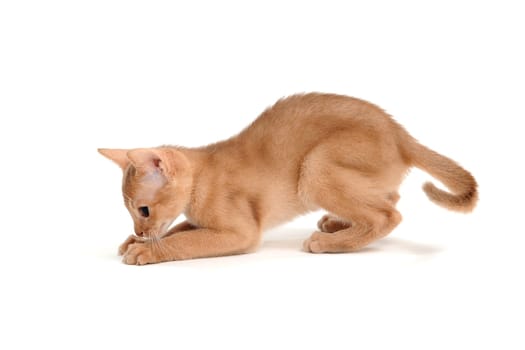 Abyssinian ginger cat sits on a white background. High quality photo