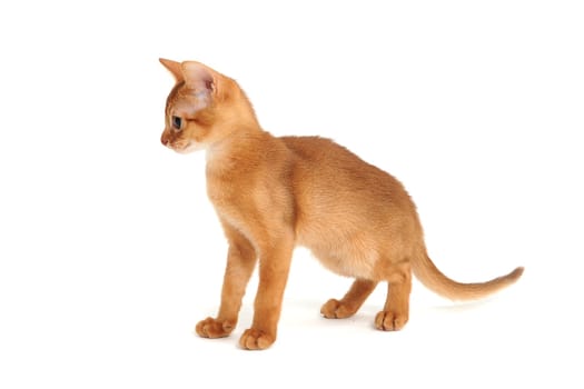 Abyssinian ginger cat crouched on a white background. High quality photo