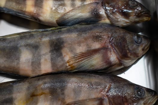 Fresh raw greenling fish in the supermarket