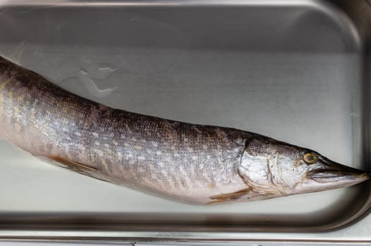 Fresh raw pike fish in the supermarket