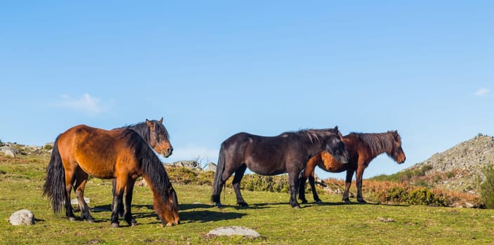 Wild horses pasturing at the mountains in the north of Portugal. Serra do Geres
