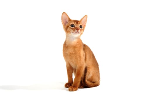Abyssinian red cat sits on a white background. High quality photo