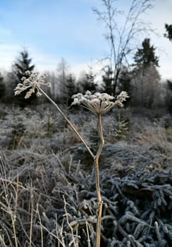 snow-covered grass in winter
