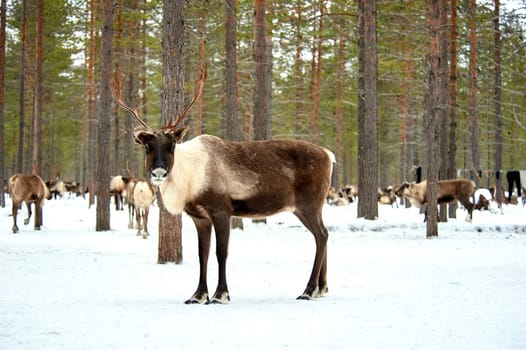 A deer stands against the background of a herd of deer in the forest. High quality photo