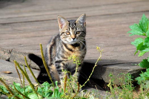 A tabby cat sits on the boards. High quality photo