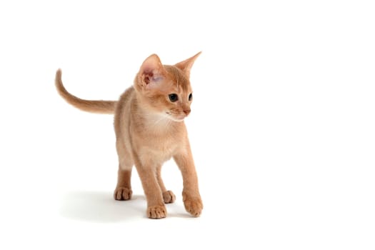 Abyssinian ginger cat crouched on a white background. High quality photo