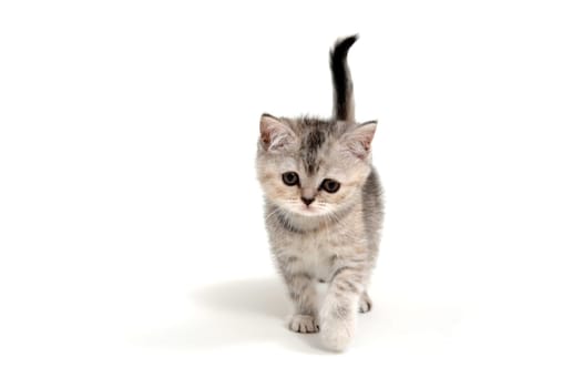 Fluffy little purebred kitten on a white background. High quality photo