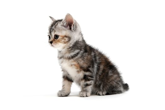 a striped purebred kitten sits on a white background. High quality photo