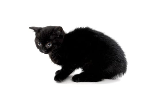fluffy purebred black kitten sits on a white background. High quality photo