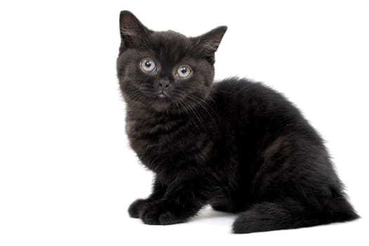 fluffy purebred black kitten sits on a white background. High quality photo