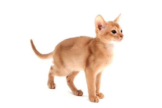 Abyssinian ginger cat crouched on a white background. High quality photo