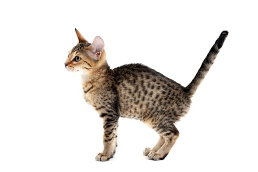A striped purebred smooth-haired cat stands on a white background. High quality photo
