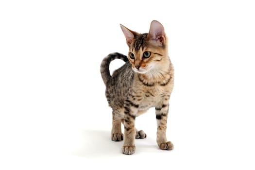 A purebred smooth-haired cat stands on a white background. High quality photo
