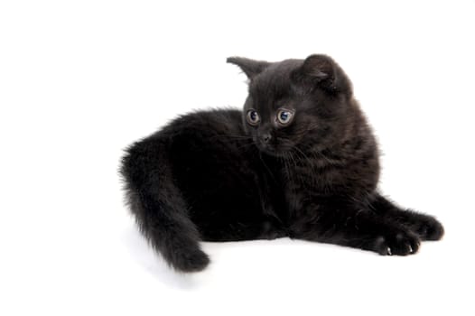 fluffy purebred black kitten lies on a white background. High quality photo