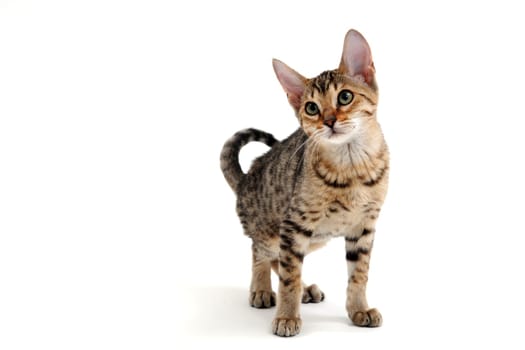 A purebred smooth-haired cat stands on a white background. High quality photo