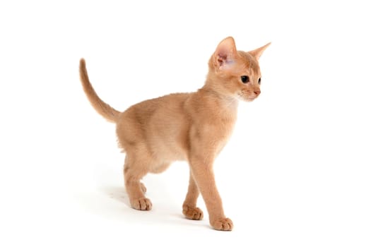Abyssinian red cat stands on a white background. High quality photo