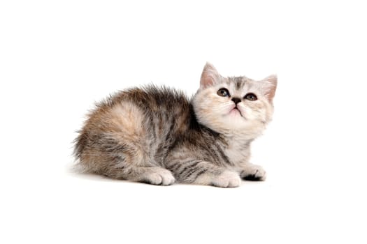 A purebred tabby kitten lies on a white background. High quality photo