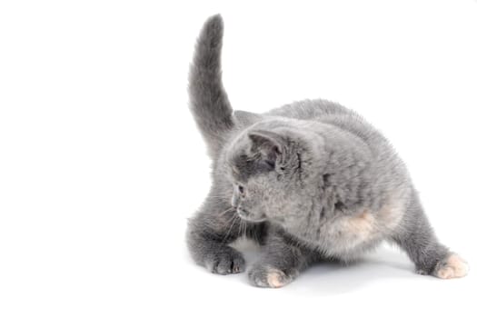 Fluffy purebred kitten playing on a white background. High quality photo