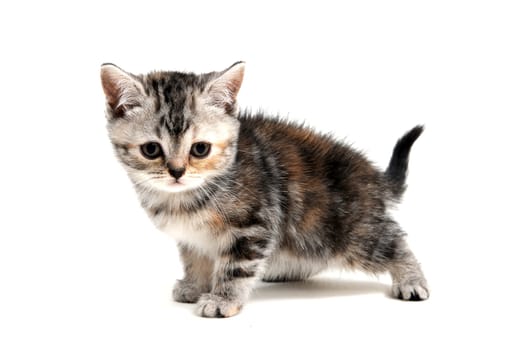 a striped purebred kitten stands on a white background. High quality photo