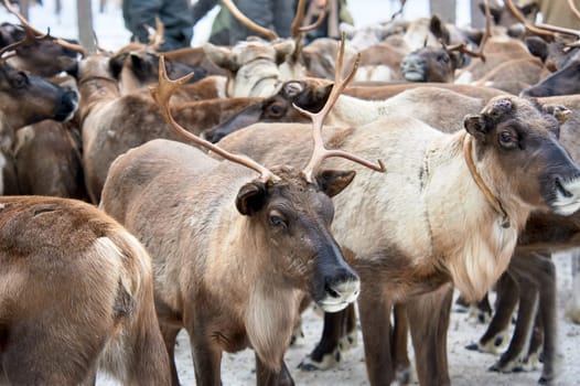 a herd of deer close-up in the forest in winter. High quality photo