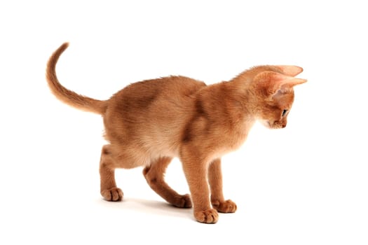 Abyssinian ginger cat plays on a white background. High quality photo