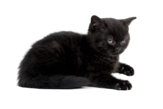 angry fluffy purebred black kitten sits on a white background. High quality photo