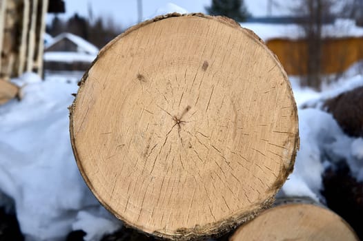 cross-section of pine, sawn wood. High quality photo