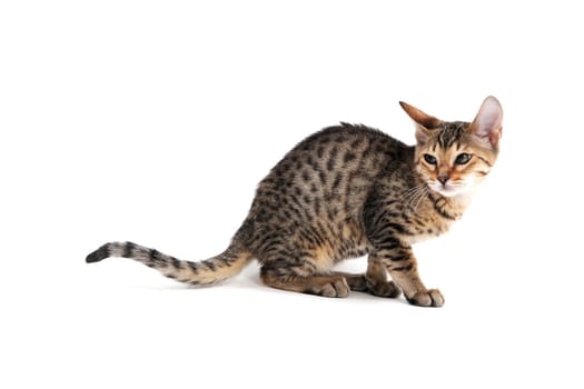 Purebred smooth-haired cat squinted sitting on a white background. High quality photo
