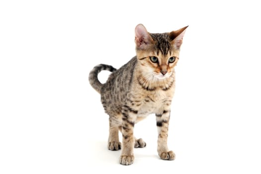 A striped purebred smooth-haired cat stands on a white background. High quality photo