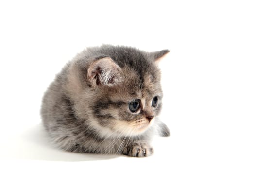 fluffy purebred kitten lies on a white background. High quality photo