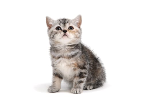 a striped purebred kitten sits and looks at the top on a white background. High quality photo