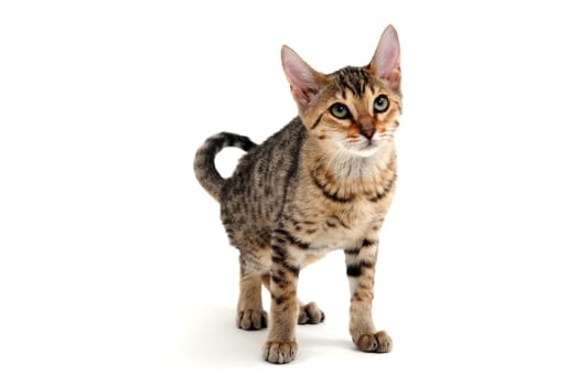 A spotted purebred smooth-haired cat stands on a white background. High quality photo