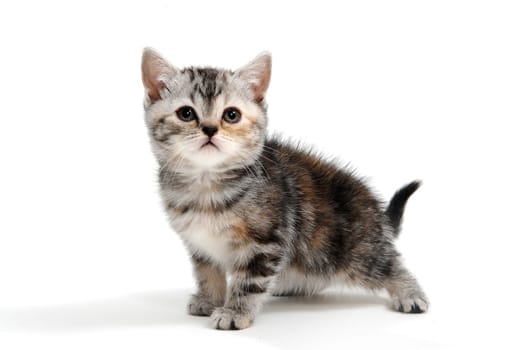 a striped purebred kitten sits on a white background. High quality photo