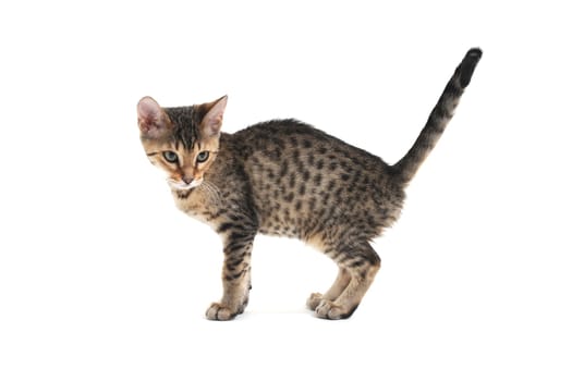 A striped purebred smooth-haired cat stands on a white background. High quality photo