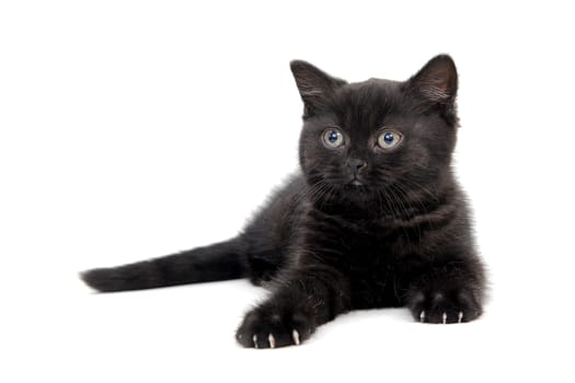 fluffy purebred black kitten with claws outstretched lies on an isolated background. High quality photo