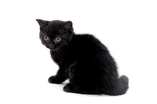 fluffy purebred black kitten sits on a white background. High quality photo