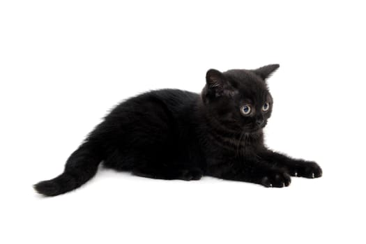 fluffy purebred black kitten with claws outstretched lies on an isolated background. High quality photo